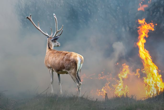 Latvijā sācies meža ugunsnedrošais laikposms