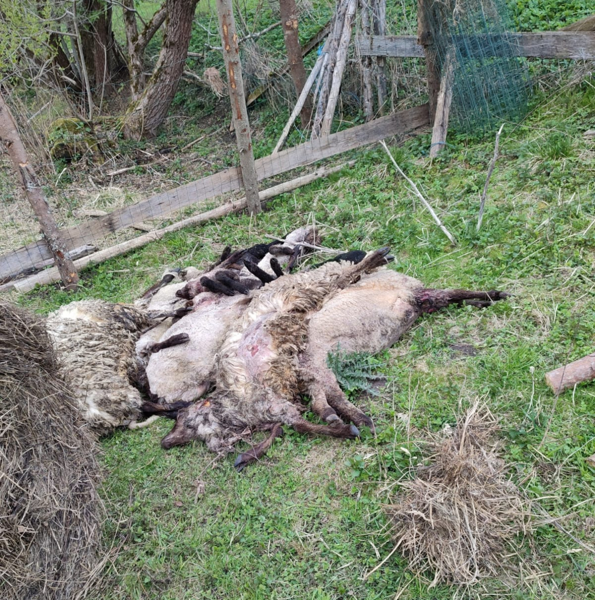 Variešu pagastā zemnieku saimniecībai suņi saplosa 13 aitas (FOTO)