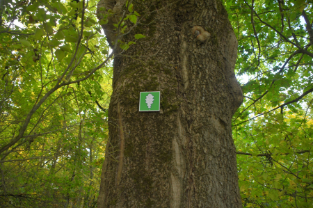 Jēkabpilī apsekoti 218 aizsargājamie koki (FOTO)
