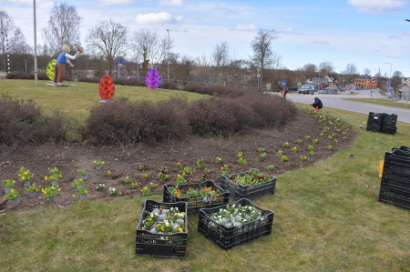 Jēkabpilī sākusies pavasara ziedu stādīšana (FOTO)