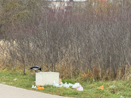 Mums raksta: Jēkabpilī, Viestura ielā ilgstoši neizved miskastes, kuras izvazā kovārņi, piesārņojot apkārtni (FOTO)