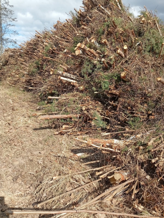 Mums raksta: Sēlpils iedzīvotāji ceļ trauksmi par izzāģēto jaunaudzi, pašvaldībā skaidro – viss notiek likumīgi (FOTO)