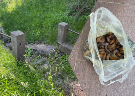 Mums raksta: Nesakopta privātīpašuma dēļ Jēkabpilī, Palejas ielā veidojas kailgliemežu ferma (FOTO)