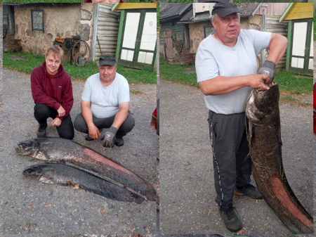 Sestdienas  rītā makšķernieki Anatolijs un Deivids Daugavā pie Jēkabpils izcēluši dubultlomu – divus lielus samus (FOTO)