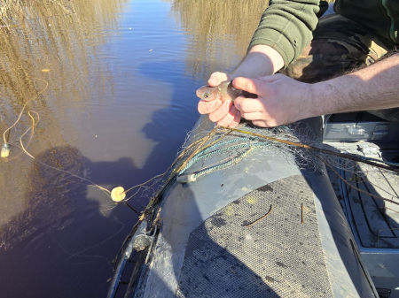 Līvānos reida laikā izņem nelikumīgi ievietotus zvejas tīklus (FOTO)