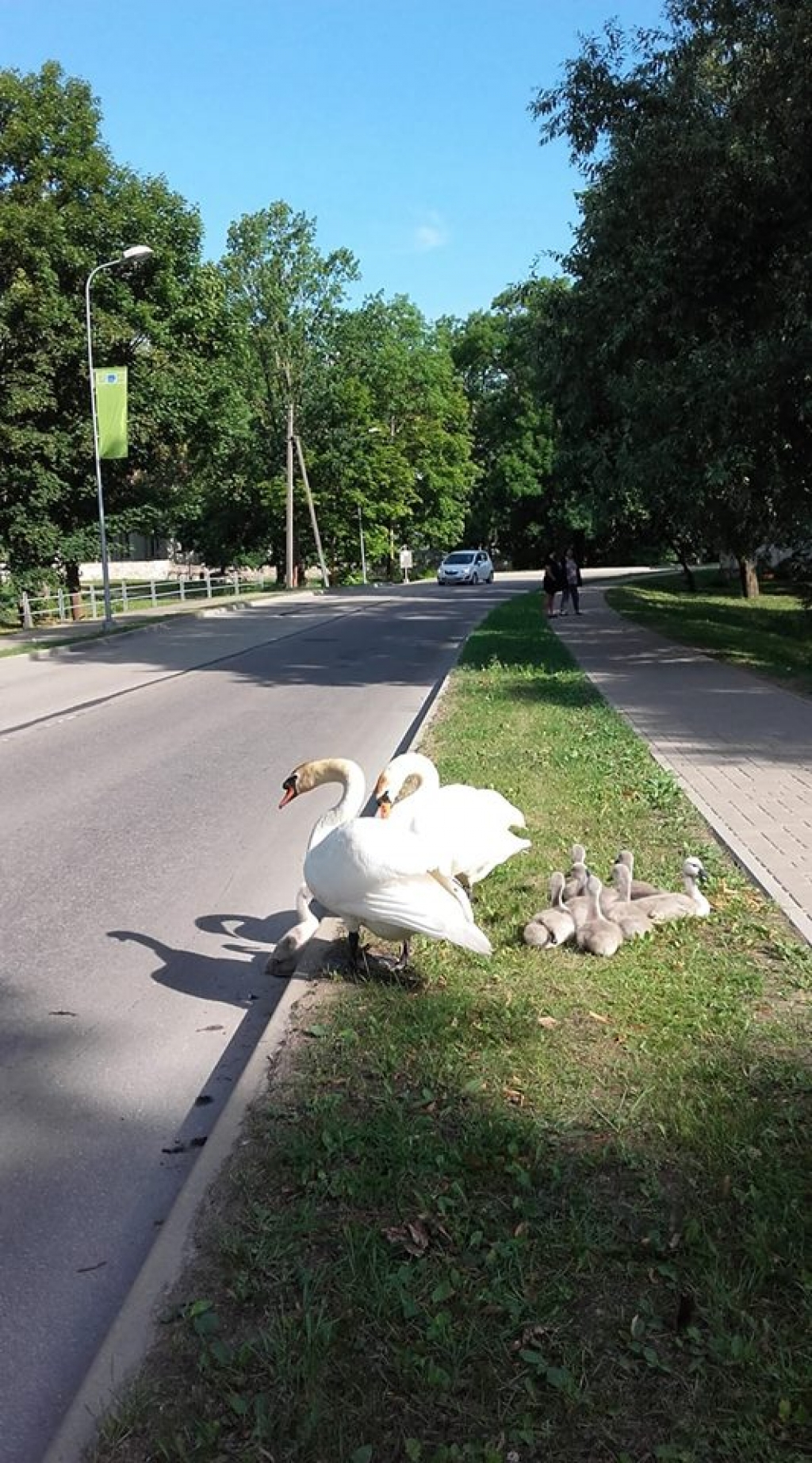 Aculieciniece: Gulbju rīta pastaiga Jēkabpilī, Rīgas ielā