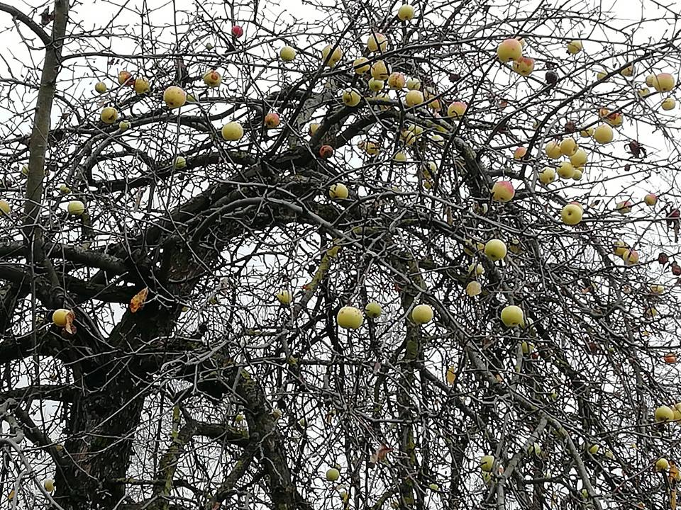 Šonedēļ bieži gaidāms neliels sals