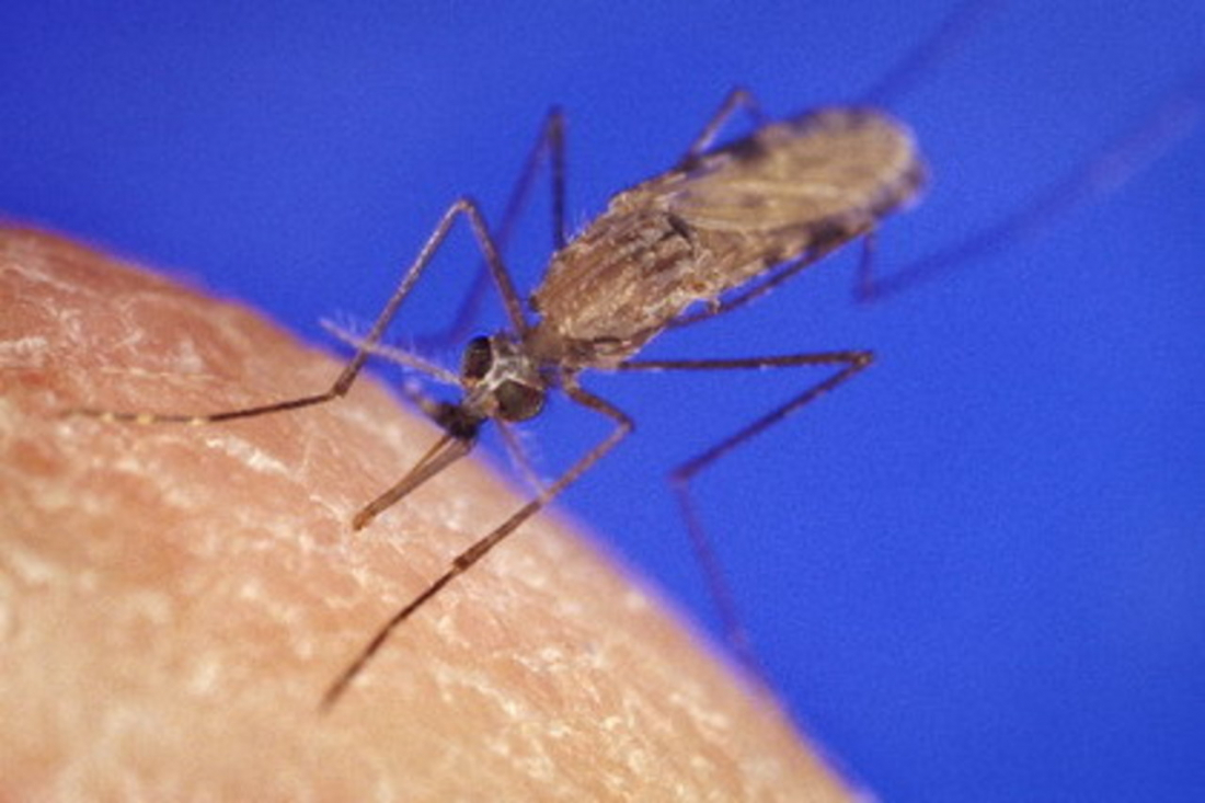 Par "Gada kukaini 2019" nosauc malārijas odu