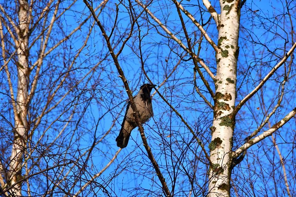 Kādu laiku prognozē martā - Pavasara, Sērsnu un Baložu mēnesī