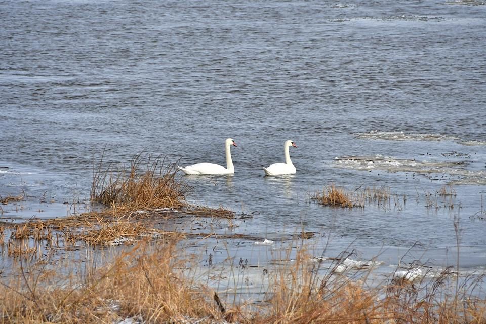 Tuvākajās dienās pazemināsies gaisa temperatūra, līs un snigs