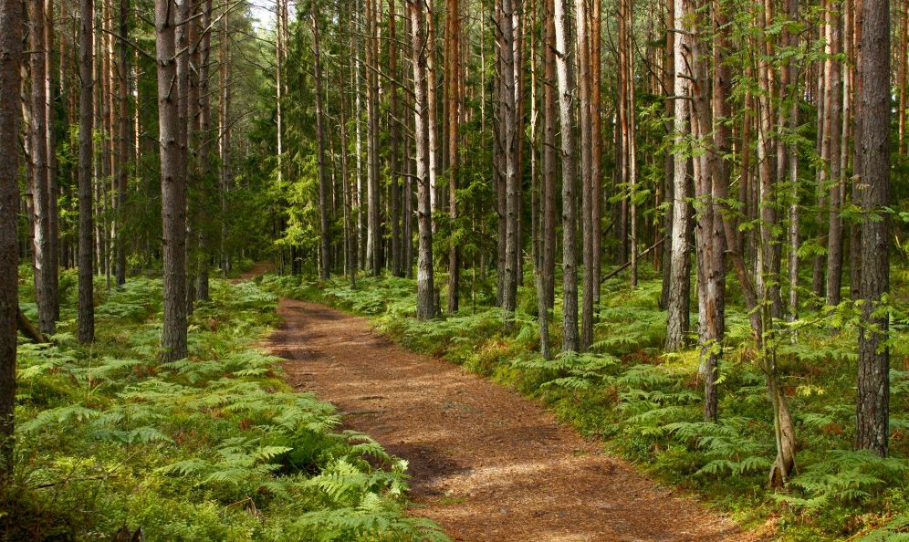 Krustpils novada pašvaldība dabas taku izveidei lūgs valsti nodot īpašumā desmit hektārus meža