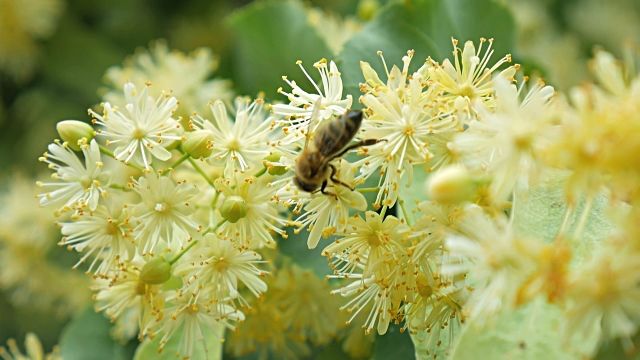 Kāds laiks gaidāms jūlijā - Liepu un siena mēnesī? Laika vērotāja prognozes