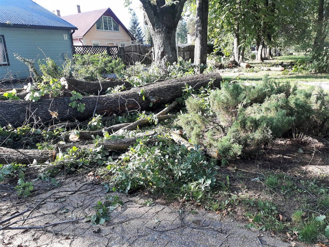 Strūves parkā nozāģētas nokaltušās gobas