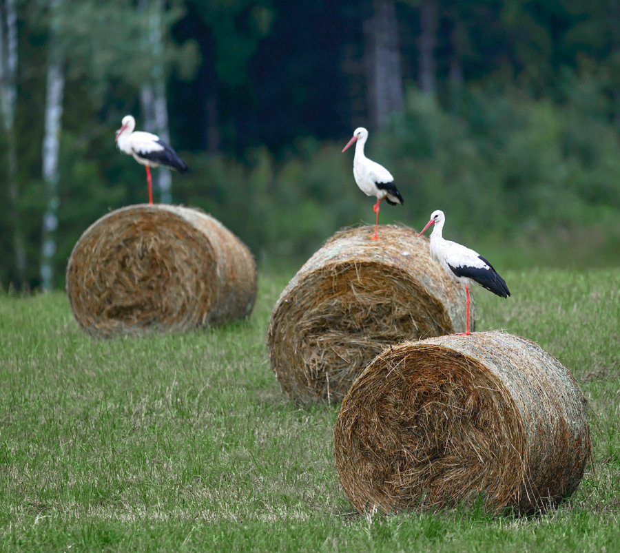 Brīvdienās būs pavēss, bieži vējains laiks, brīžiem līs