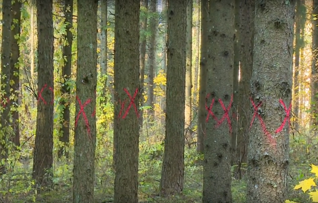 Jēkabpils mežaparkā notiek mežizstrāde, apmeklētājus aicina būt uzmanīgiem