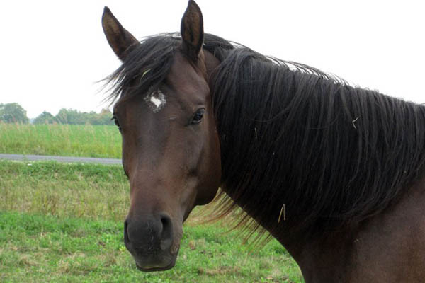 VUGD Jēkabpils novadā izglābj purvā iestigušu zirgu 