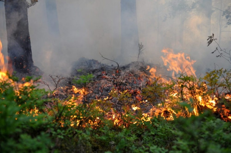 Krustpils novadā dažu stundu laika ugunsdzēsēji glābēji dzēsa četrus kūlas un vienu meža ugunsgrēku