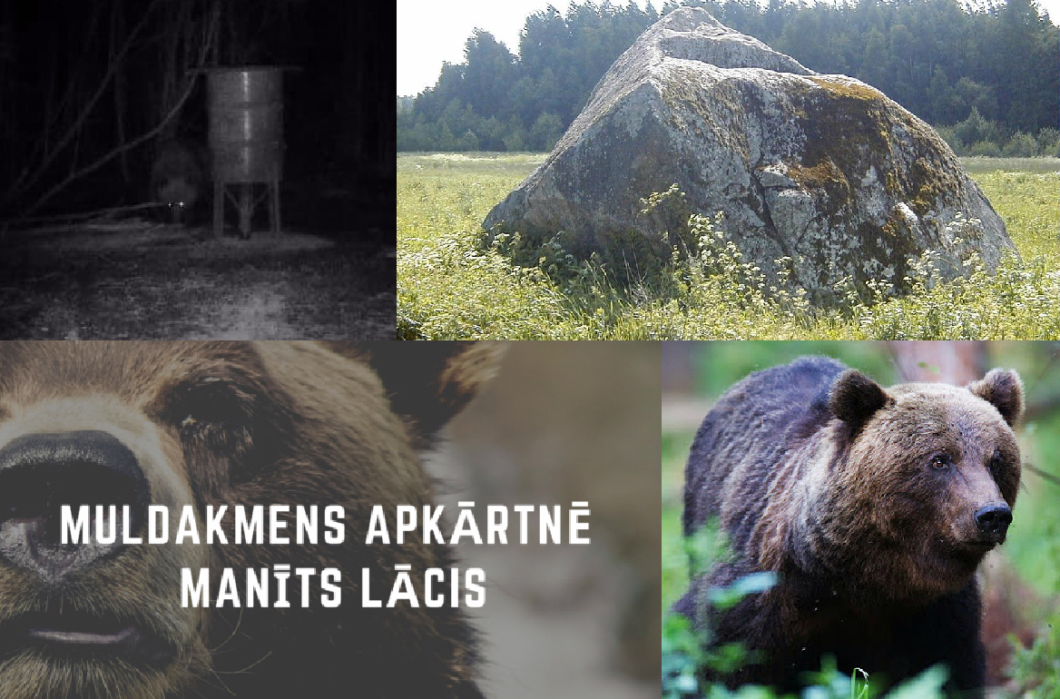 Aizkraukles pagastā, Muldakmens apkārtnē, manīts lācis