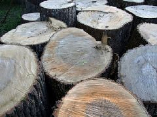 Krustpils novada Variešu pagastā nelikumīgi nozāģēti koki 