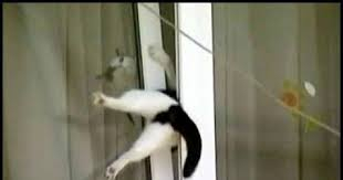 Viesītē dzēsts ugunsgrēks dzīvojamā mājā, Jēkabpilī atbrīvots logā iesprūdis kaķis