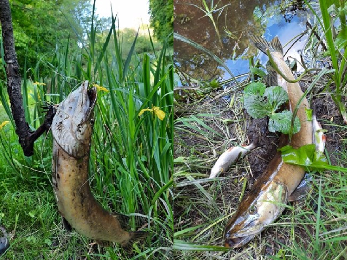 Zivju bojāeja Krustpils novada Odzes un Neretas upēs visdrīzāk saistīta ar vairāku nelabvēlīgu ārējās vides faktoru summāru ietekmi