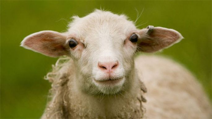 Jēkabpils novada Ābeļu pagastā nozagtas aitas un jēriņš