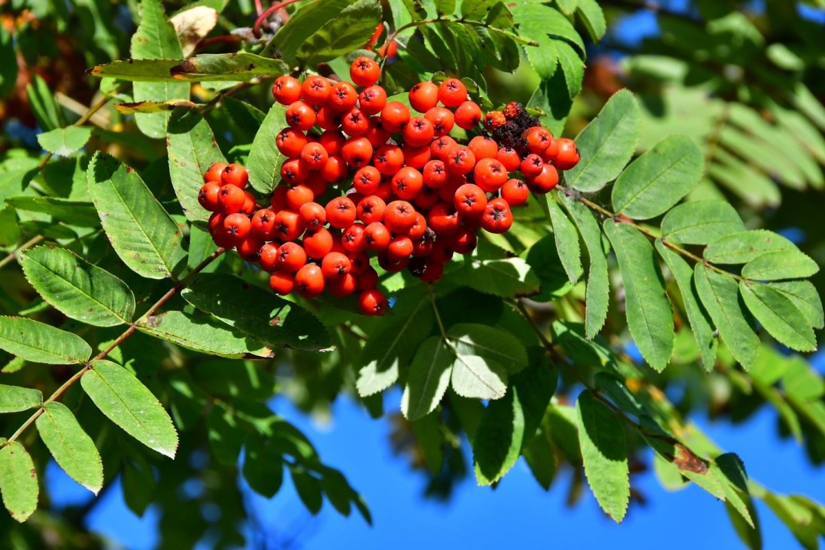 Pusē novērojumu staciju reģistrēta meteoroloģiskā rudens iestāšanās