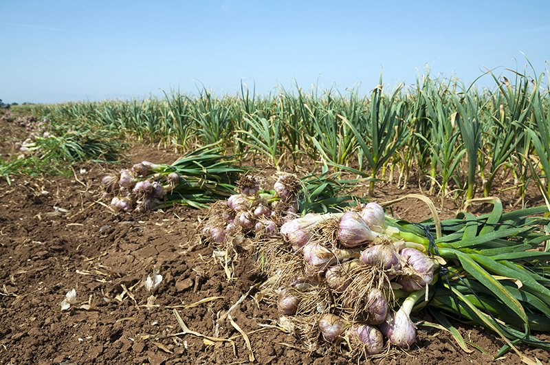 Ābeļu pagastā no dārza nozagti 70 kilogrami ķiploku un 100 kilogrami sīpolu