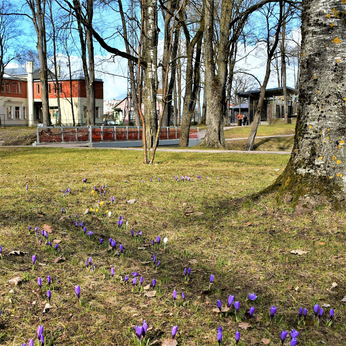 Jēkabpilī Kena parkā Lielajā talkā stādīs košumkrūmus