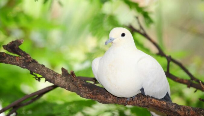 Kā svinēt Vasarsvētkus: kristīgās tradīcijas un latviskie ticējumi  