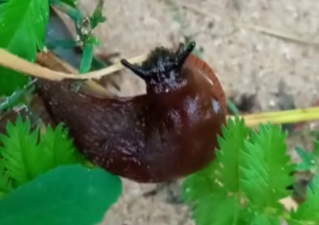 Mums raksta: Jēkabpilī, Palejas ielā novērota liela kailgliemežu kolonija (VIDEO)