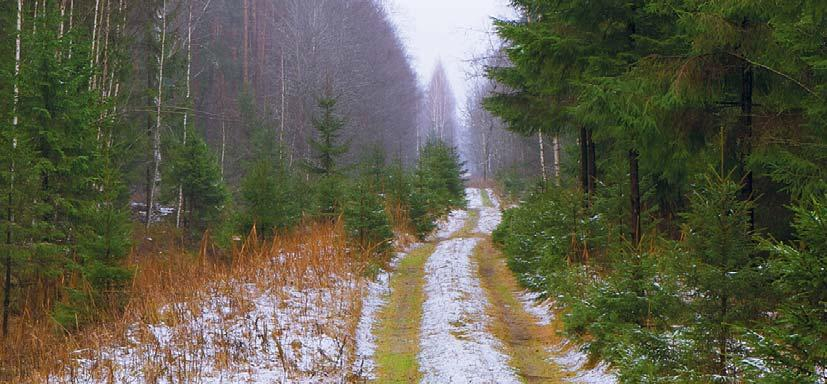 Ziemassvētkos valsts mežos ikvienam atļauts nocirst vienu eglīti
