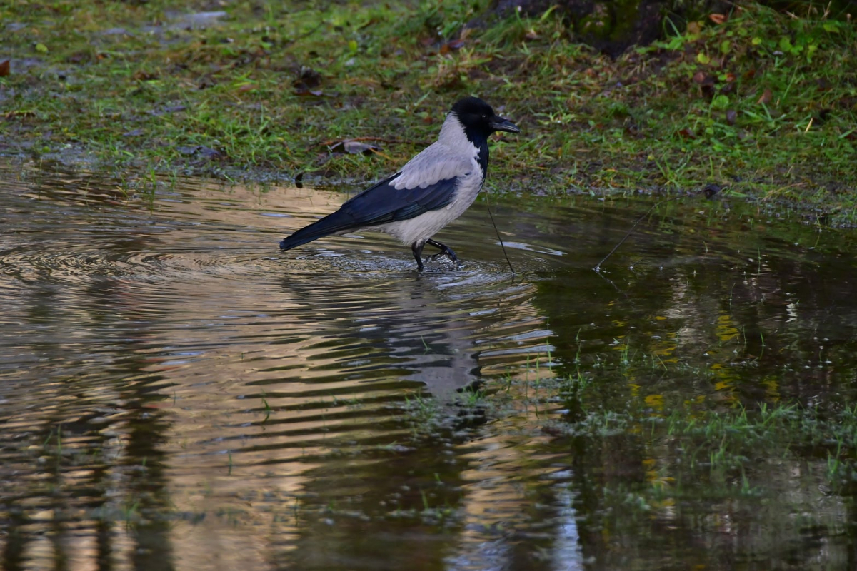 Nedēļas nogalē gaidāms atkusnis, nokrišņi un brāzmains vējš 