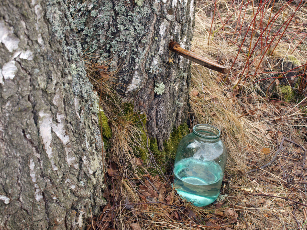 Latvijas valsts mežos katram iedzīvotājam bez maksas ir atļauts izdarīt vienu urbumu bērzu sulu ieguvei