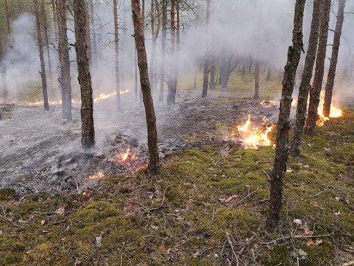 Sēlpils pagastā dzēsta degoša meža zemsedze, Mežārē – pirts un pagrabs