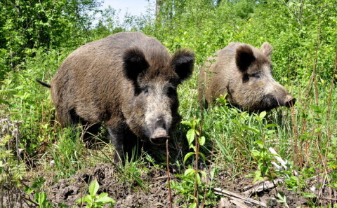 Āfrikas cūku mēris pagājušajā nedēļā konstatēts 18 mežacūkām, arī Jēkabpils novada Rubenes pagastā