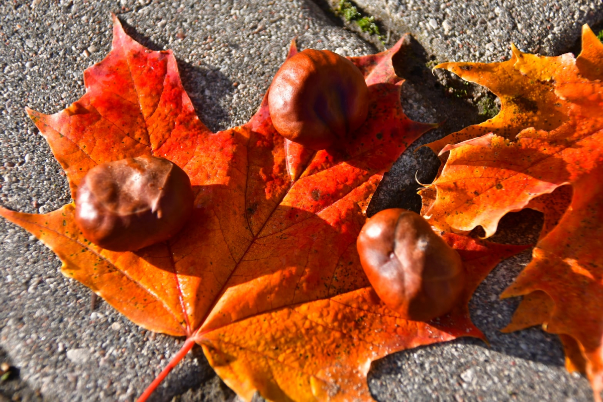 Prognozē jau nākamnedēļ meteoroloģiskā rudens iestāšanos