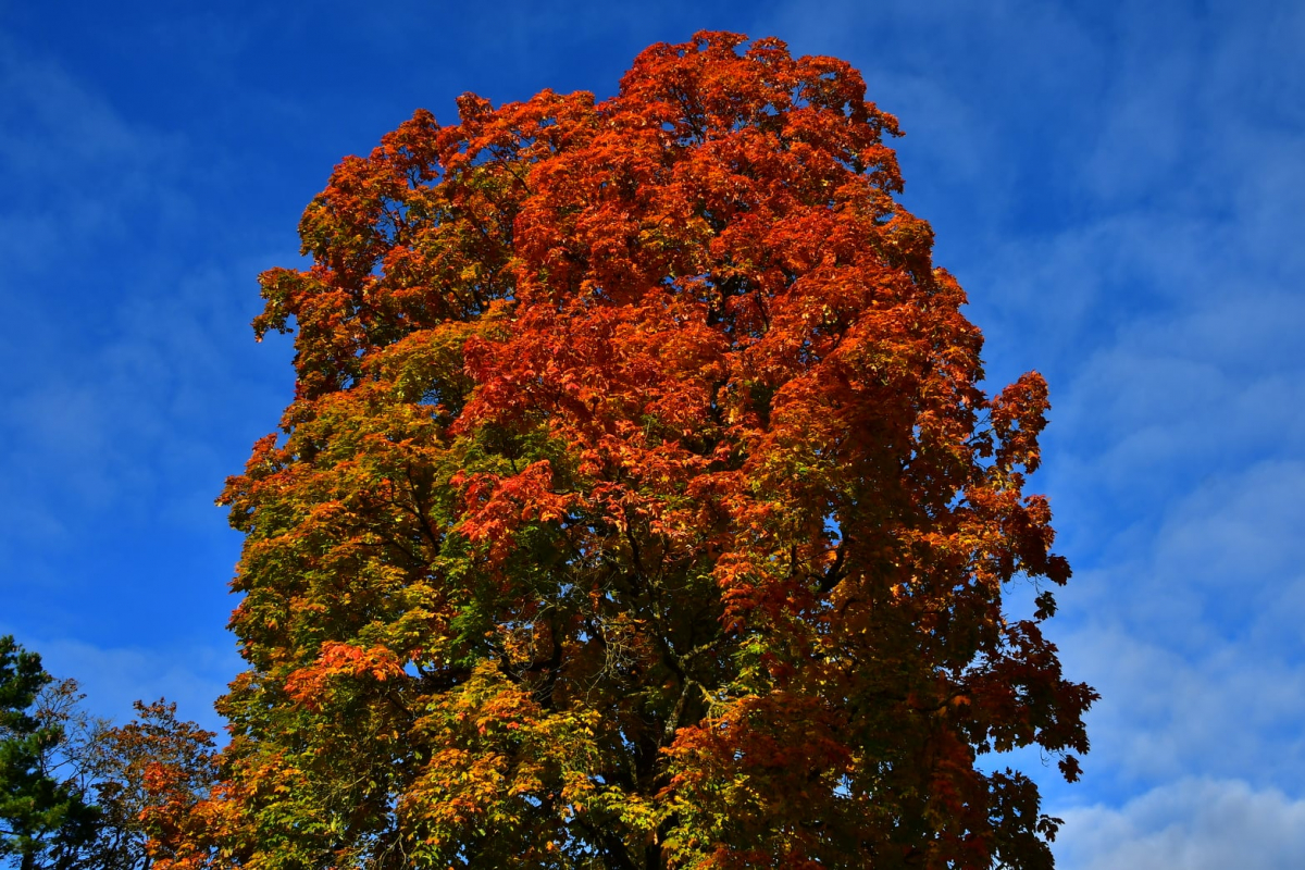 Šonedēļ sāksies rudens, gaidāmas pirmās salnas