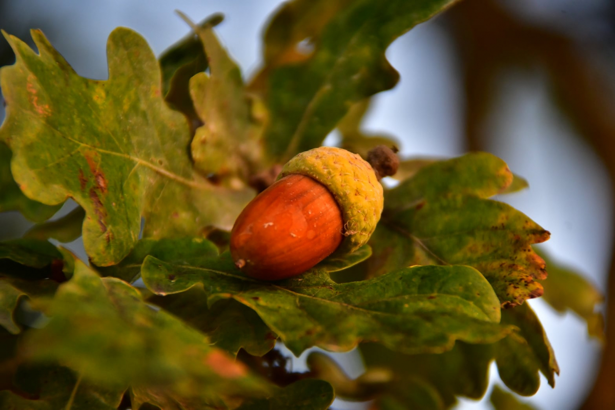 Trešdien sākās meteoroloģiskais rudens.Jaunākā prognoze: Pēc vēsāka laika nākamnedēļ atkal kļūs siltāks