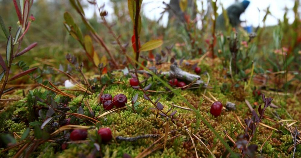 Teiču dabas rezervātā pieķer negodprātīgus ogotājus