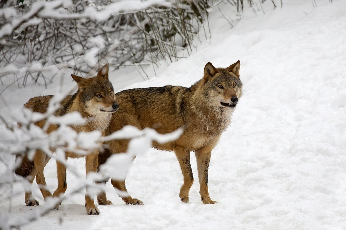 Kāds laiks gaidāms decembrī - Vilku, Ziemas un Svētku mēnesī. Dabas vērotāja prognozes