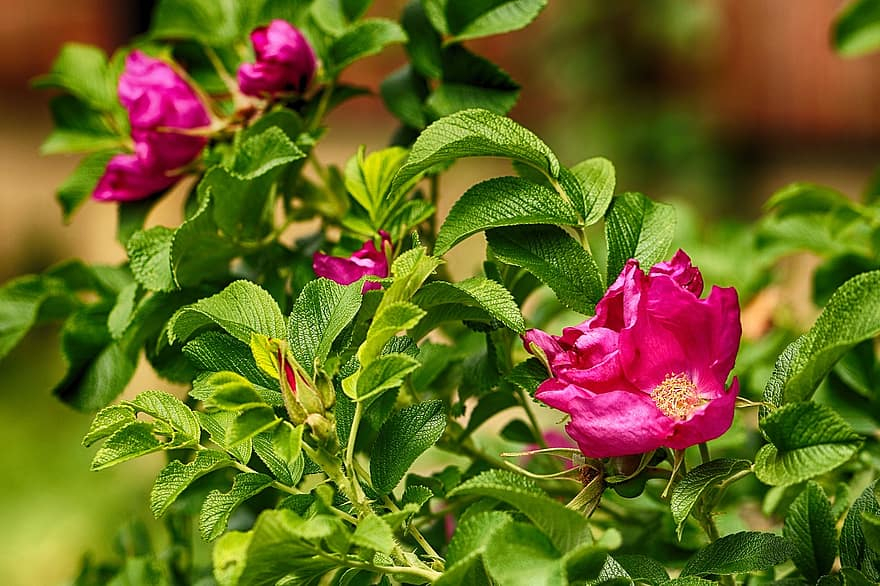 Par 2023.gada kokaugu izvēlēta dabā reti sastopamā smaržlapu roze jeb mežrozīte, kas izplatījusies arī Jēkabpils teritorijā