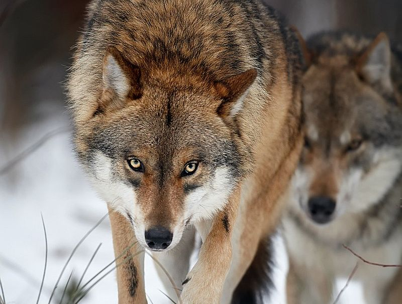 Novados, kur konstatēti vilku uzbrukumi mājlopiem, atļauj turpināt vilku medības