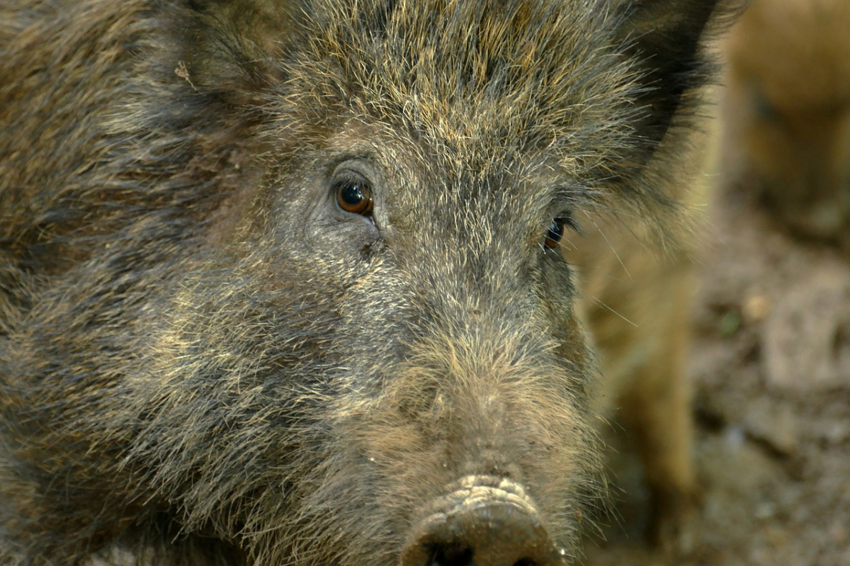 Āfrikas cūku mēris pagājušajā nedēļā konstatēts mežacūkām Rubenes un Viesītes pagastos