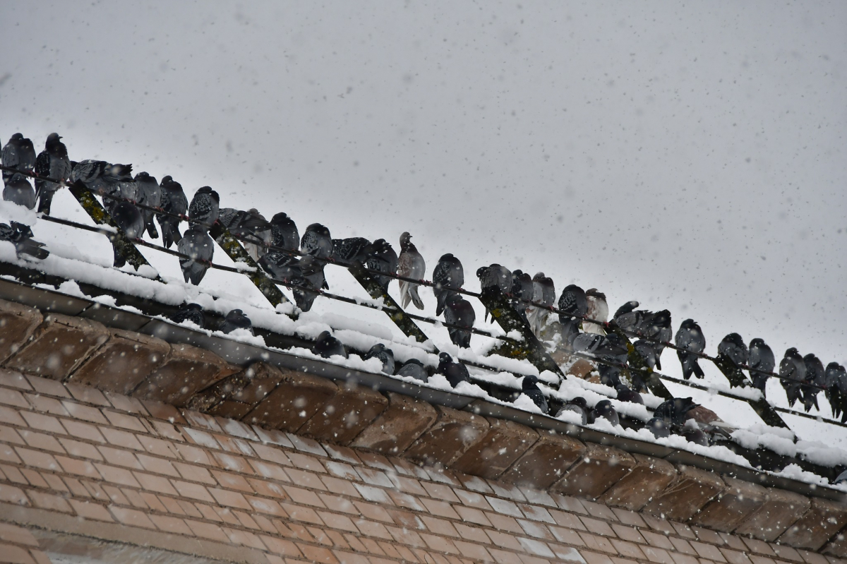 Kāds laiks gaidāms martā - Sērsnu, Pavasara un Baložu mēnesī? Dabas zīmju vērotāja prognozes