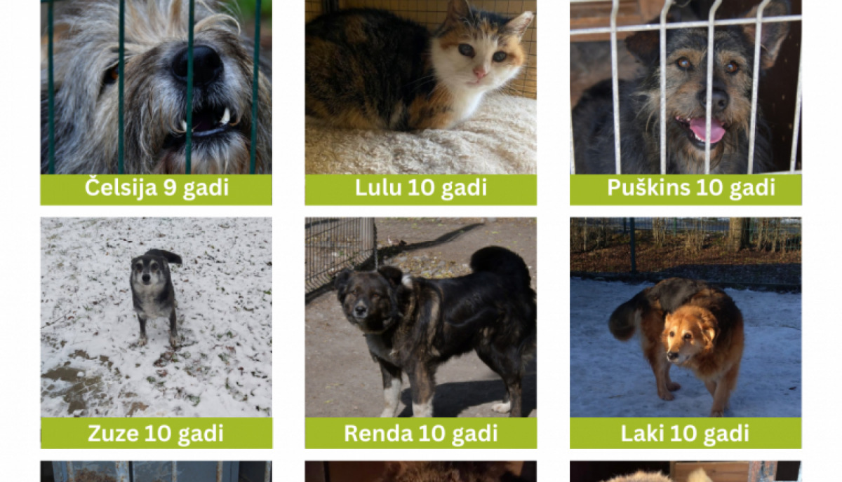 Jēkabpils dzīvnieku patversme aicina adoptēt dzīvnieku- senioru!