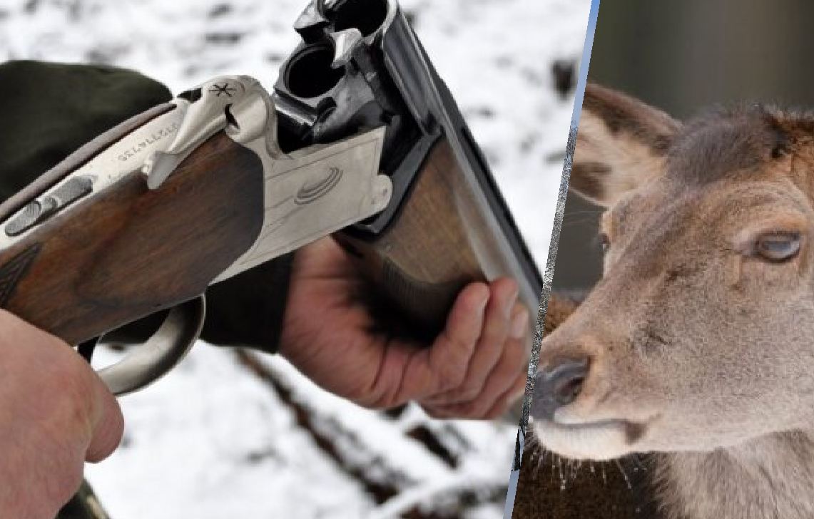 Pateicoties vērīgai iedzīvotājai, Dignājā pieķerti trīs mednieki, kas nelikumīgi nošāvuši grūsnu staltbrieža govi 