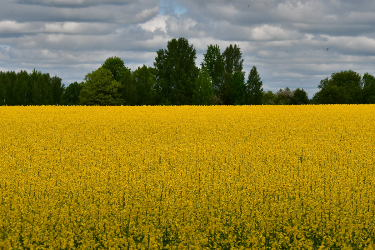 Tuvākajās dienās spīdēs saule un pamazām kļūs siltāks