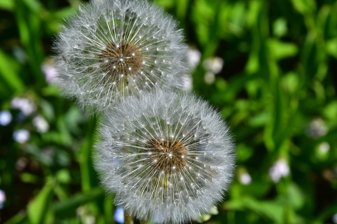 Arī šonedēļ turpināsies sausums un dažviet būs salnas