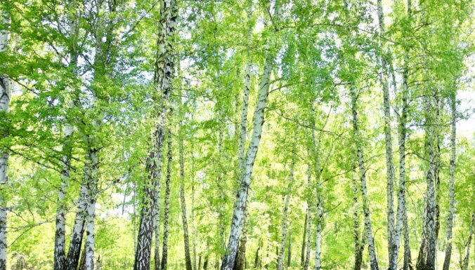 Jēkabpils novadā bērzu audzēs savairojušies lapu grauzēju kaitēkļi